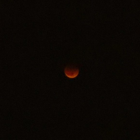 Meet your Posher, Lola - Picture 1 of 1